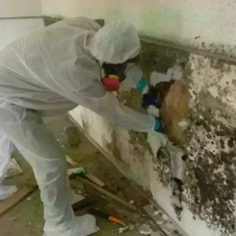 Mold Remediation and Removal in Republic, WA